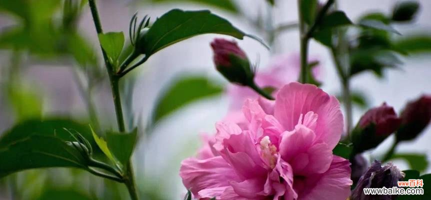 探究木槿花的象征意义与神秘力量 木槿花的花语和寓意