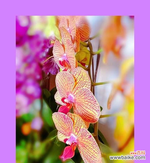 传递着祝福的美丽 条点蝴蝶兰的花语