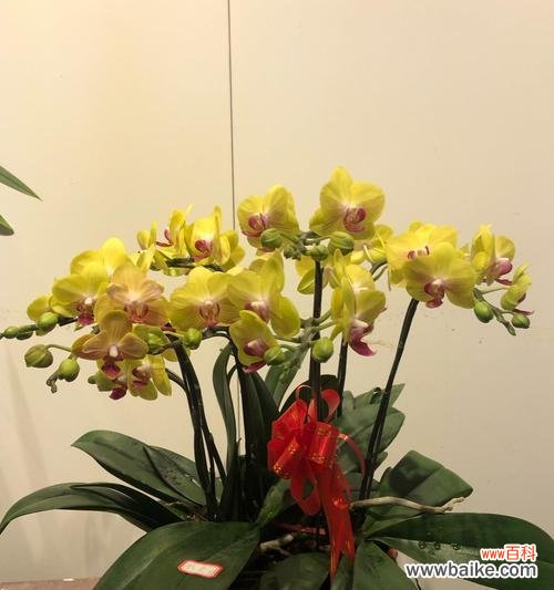 传递着祝福的美丽 条点蝴蝶兰的花语