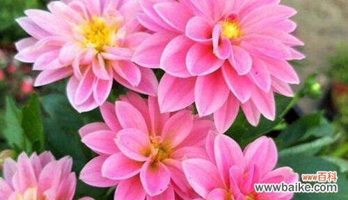 盛开于心,执着于爱——探寻大丽花的花语寓意 大丽花,象征爱情与美好