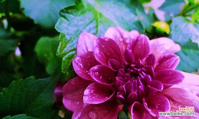 盛开于心,执着于爱——探寻大丽花的花语寓意 大丽花,象征爱情与美好