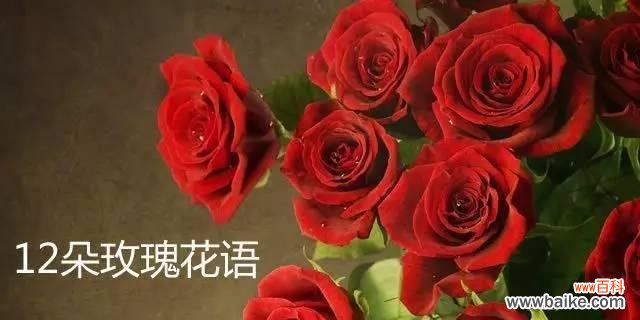 浪漫玫瑰，盛开爱意 花开花落，玫瑰情话