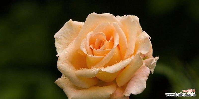 浪漫玫瑰，盛开爱意 花开花落，玫瑰情话