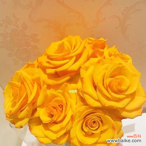 探究黄玫瑰所代表的含义与象征 黄玫瑰的意义