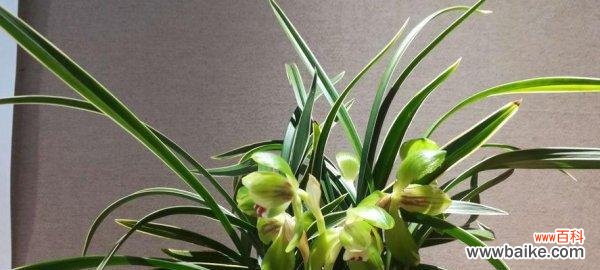 揭秘这朵鲜花的神秘面纱 兰花的寓意与象征意义