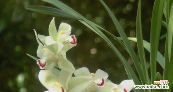 揭秘这朵鲜花的神秘面纱 兰花的寓意与象征意义