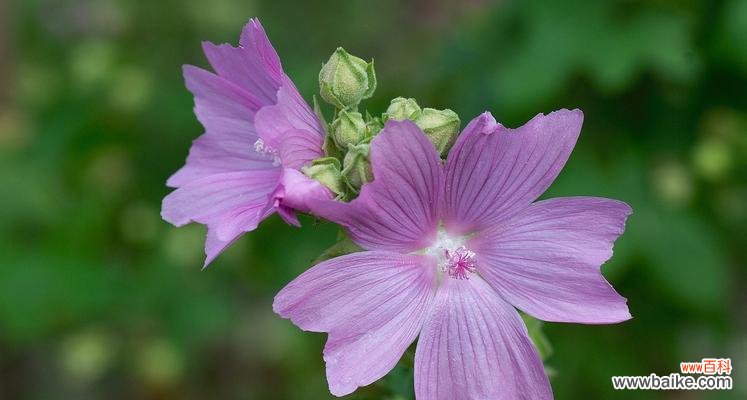 传递爱与希望的花海 锦葵花的寓意与象征