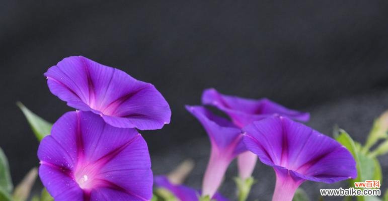 探索喇叭花的象征与解读 喇叭花的花语与意义