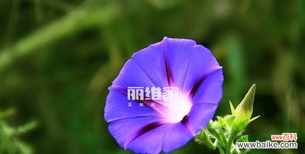 探索喇叭花的象征与解读 喇叭花的花语与意义