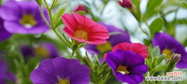 探索喇叭花的象征与解读 喇叭花的花语与意义