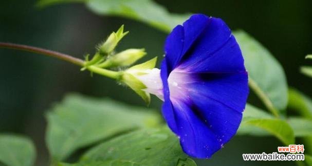 探寻蓝色满天星的深意与象征 蓝色满天星的花语