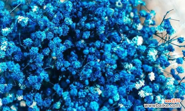 探寻蓝色满天星的深意与象征 蓝色满天星的花语