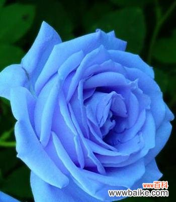 唯美蓝色的象征意义与神秘传说 蓝色玫瑰的花语——寄托希望与神秘