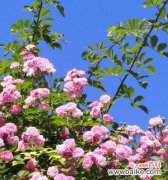 探寻蓝色月季的意义和象征 蓝色月季的花语与寓意