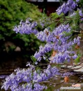 探索蓝楹花的象征与美丽 蓝楹花的花语与意义