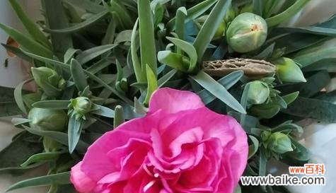 探索李叶绣线菊花语 李叶绣线菊的花语寓意与魅力