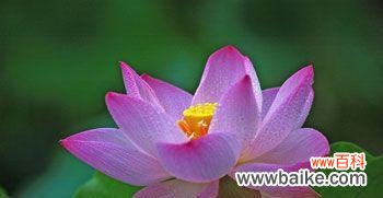 揭示莲花背后的美丽寓意 莲花的花语及其象征意义