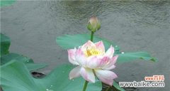 揭示莲花背后的美丽寓意 莲花的花语及其象征意义