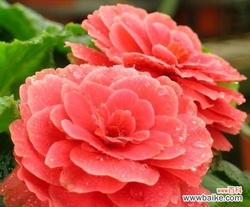 丽格海棠之美与意义 解读丽格海棠的花语和寓意