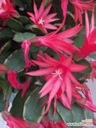 假昙花叶子发蔫怎么办