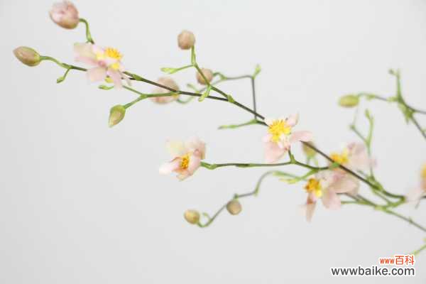 文心兰不开花怎么办