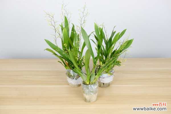 文心兰不开花怎么办