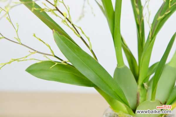 文心兰不开花怎么办