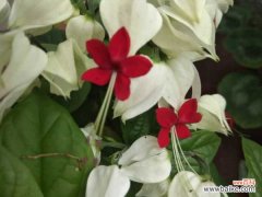 龙吐珠为什么掉叶子