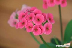 虎刺梅掉叶子怎么办？