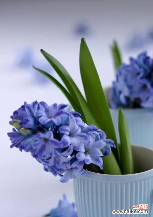 蓝色风信子代表什么？花语有哪些含义？