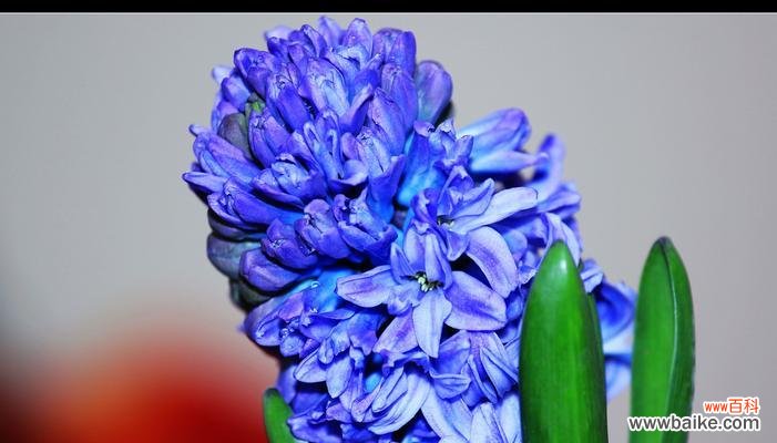 蓝色风信子代表什么？花语有哪些含义？