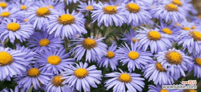 蓝色菊花代表什么?它的花语和寓意有哪些?
