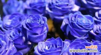 蓝色玫瑰代表什么？花语含义有哪些？
