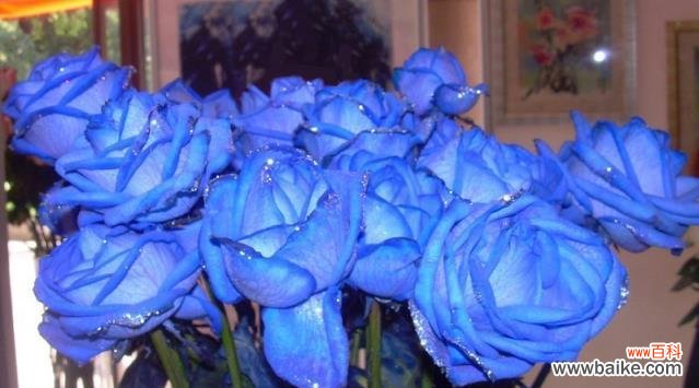 蓝色玫瑰代表什么？花语含义有哪些？