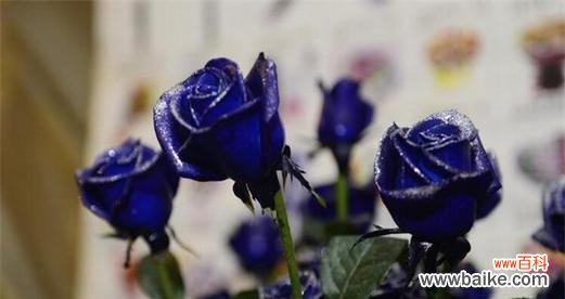 蓝色妖姬花语是什么?其象征意义有哪些?