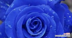 蓝色妖姬的花语是什么寓意？蓝色妖姬代表什么含义？