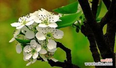 梨花的花语是什么？它代表了哪些意义？