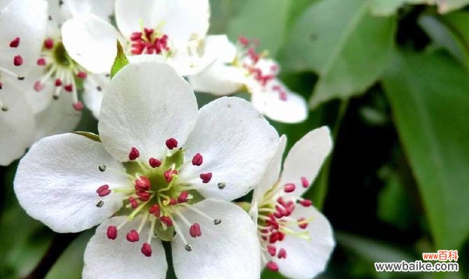 梨花的花语是什么？它代表了哪些意义？