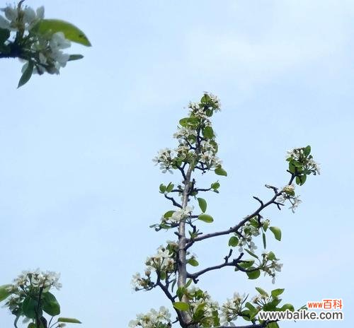 梨花的花语是什么？它代表了哪些意义？