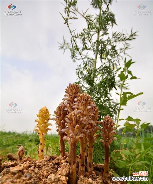 李亚科代表植物的主要特征是什么？如何识别李亚科植物？