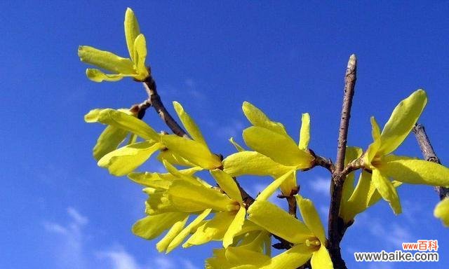 连翘花在风水中代表什么？连翘花的寓意有哪些？