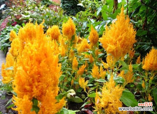 鸡冠花的功效与作用：鸡冠花的六大功效和食用注意事项