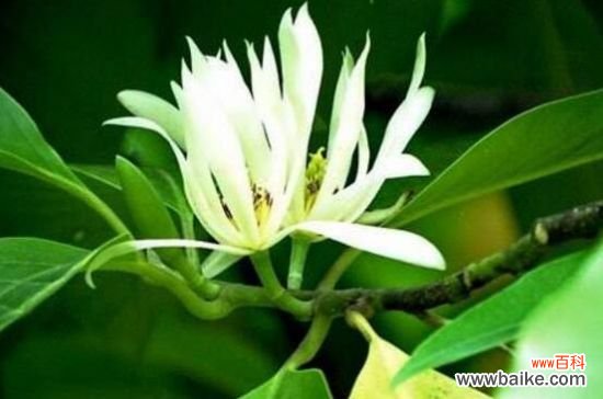 白兰花的家居风水作用，可以增进夫妻感情带来好运