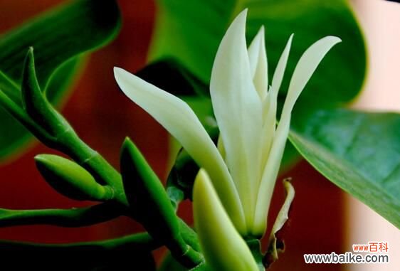 白兰花百科:白兰花的用途价值和话语