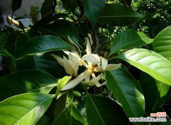 白兰花花语：纯洁的爱,真挚