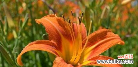 揭秘花语背后的传说,探索萱草的神秘世界 萱草传说与花语