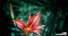 揭秘花语背后的传说，探索萱草的神秘世界 萱草传说与花语