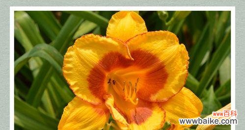 揭秘花语背后的传说,探索萱草的神秘世界 萱草传说与花语