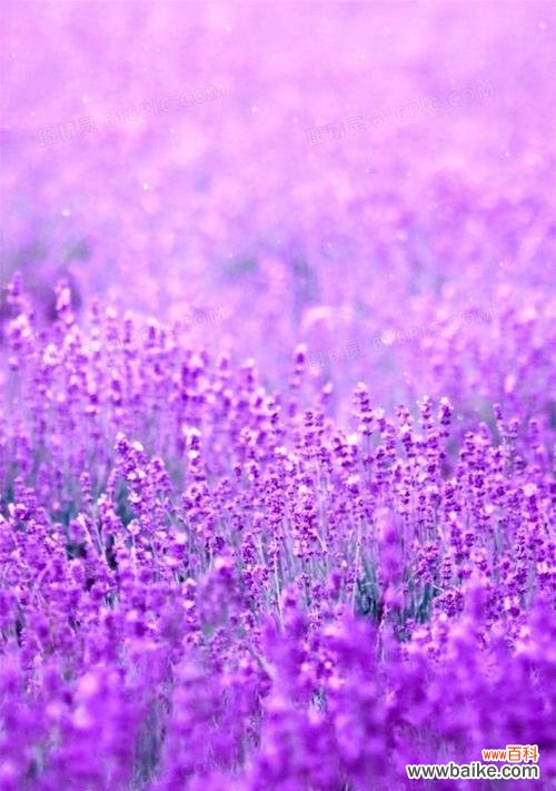 传递浪漫与祝福的花语之语 紫色薰衣草的花语