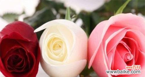 解读不同色彩的玫瑰花所代表的意义 玫瑰花不同颜色的花语
